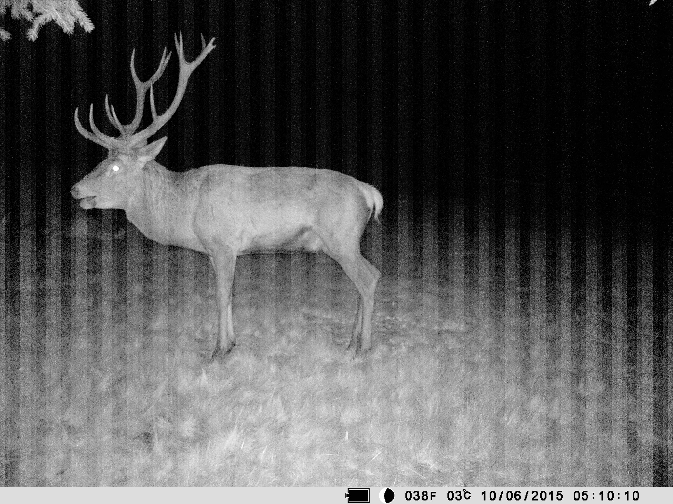 4G-compatible Deermapper wireless trail camera: See what's going on in the groiund.