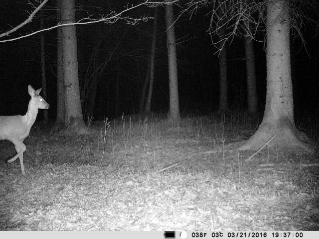 4G-compatible Deermapper wireless trail camera: See what's going on in the groiund.